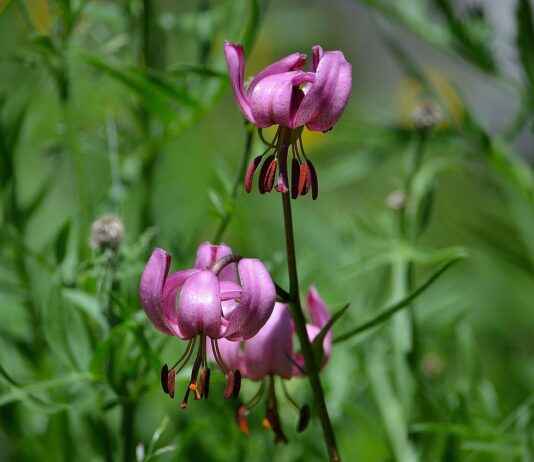 Almanya’da Çalışan Türkler İçin Dil Okulları Almanya’da Çalışan Türkler İçin Dil Okulları