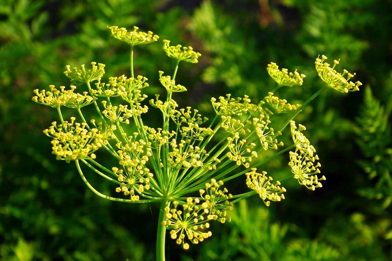 Almanya’daki Popüler Dil Okulları