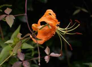 Almanya’da Çalışan Türkler İçin Evlilik İzni Nasıl Alınır? Almanya'da Çalışan Türkler İçin Evlilik İzni Nasıl Alınır?