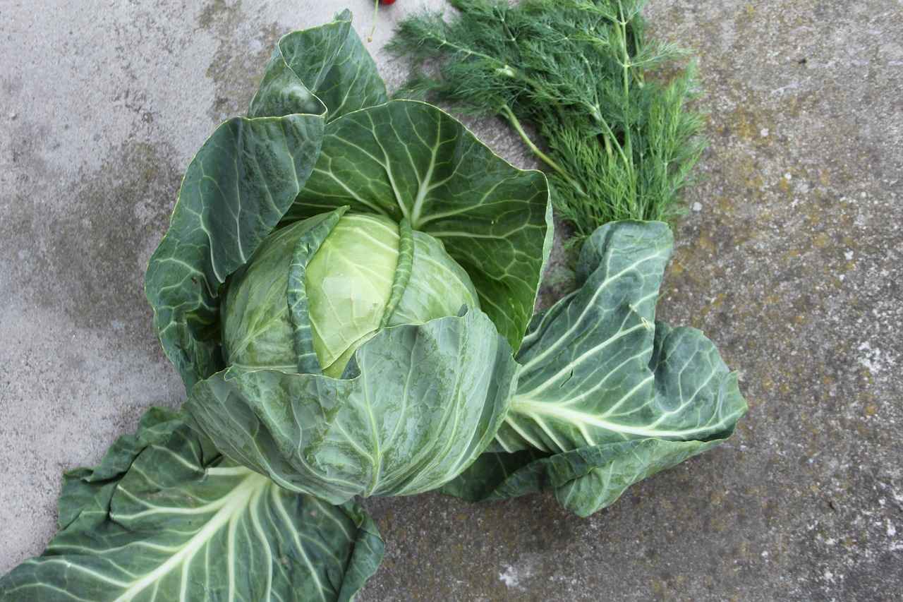 Almanya’da Hangi Diller Tercih Edilmektedir?