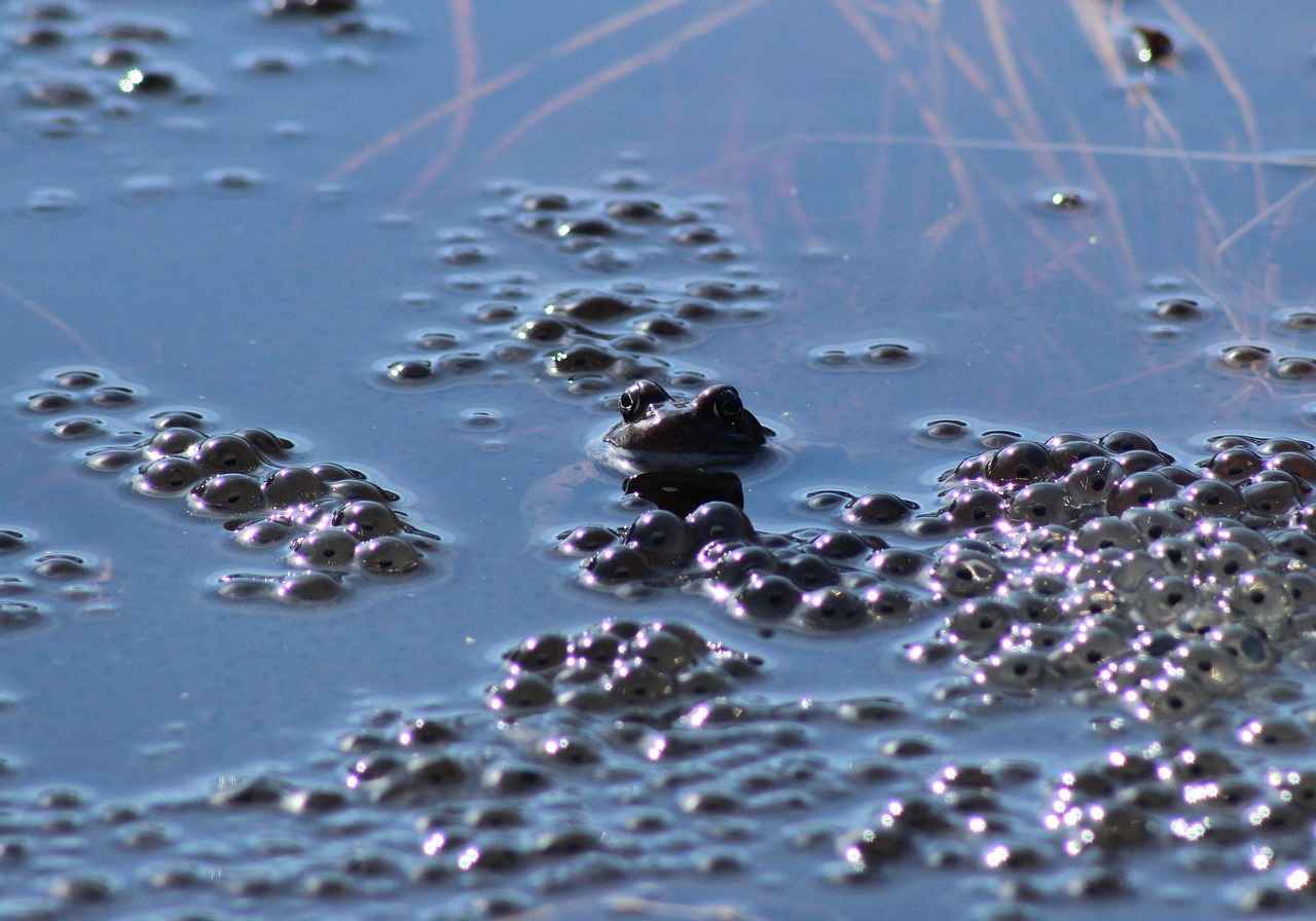 Almanya’da Eğitim ve Çalışma İzinlerini Birleştirmek 3 Eğitim ve Çalışma İzinlerinin Birleştirilmesi