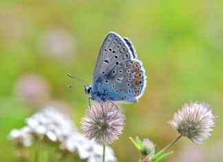 Almanya’da Göçmenlik ve Türkler İçin Yasal Haklar Almanya’da Göçmenlik ve Türkler İçin Yasal Haklar