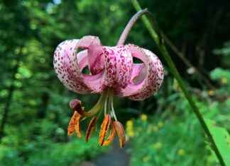 Almanya’da Türk Düğünleri: Gelenekler ve Kutlamalar Almanya’da Türk Düğünleri: Gelenekler ve Kutlamalar