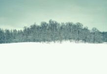 Almanya’da Türk Evlilik Geleneklerini Sürdürmek Almanya'da Türk Evlilik Geleneklerini Sürdürmek