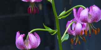 Almanya’da Türk Göçmenler İçin Çalışma İzinleri Almanya’da Türk Göçmenler İçin Çalışma İzinleri