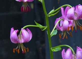 Almanya’da Türk Göçmenler İçin Çalışma İzinleri Almanya’da Türk Göçmenler İçin Çalışma İzinleri