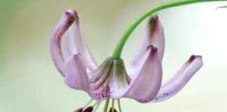 Almanya’da Türk Göçmenler İçin Sosyal Hizmetler Almanya’da Türk Göçmenler İçin Sosyal Hizmetler