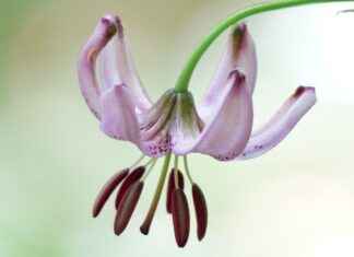 Almanya’da Türk Göçmenler İçin Sosyal Hizmetler Almanya’da Türk Göçmenler İçin Sosyal Hizmetler