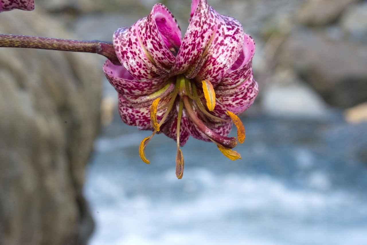 Almanya’da Türk Lirası ile Alışveriş Yapmak 5 Sonuç ve Gelecek Perspektifi