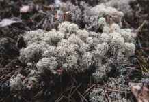 Almanya’da Türk Mutfaklarını Deneyebileceğiniz Restoranlar Almanya’da Türk Mutfaklarını Deneyebileceğiniz Restoranlar
