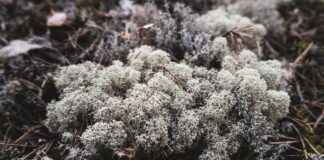 Almanya’da Türk Mutfaklarını Deneyebileceğiniz Restoranlar Almanya’da Türk Mutfaklarını Deneyebileceğiniz Restoranlar