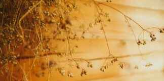 Almanya’da Türkçe Dönüşüm Kursları Almanya’da Türkçe Dönüşüm Kursları