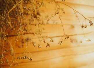 Almanya’da Türkçe Dönüşüm Kursları Almanya’da Türkçe Dönüşüm Kursları