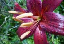 Almanya’da Türkçe Film Gösterimleri Almanya’da Türkçe Film Gösterimleri