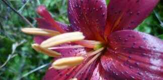 Almanya’da Türkçe Film Gösterimleri Almanya’da Türkçe Film Gösterimleri