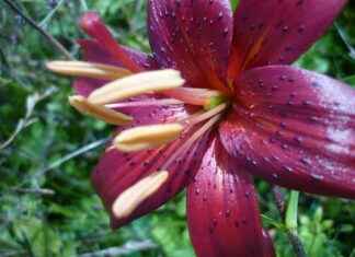 Almanya’da Türkçe Film Gösterimleri Almanya’da Türkçe Film Gösterimleri