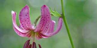 Almanya’da Türkçe Kitaplar Nerelerde Satılır? Almanya’da Türkçe Kitaplar Nerelerde Satılır?