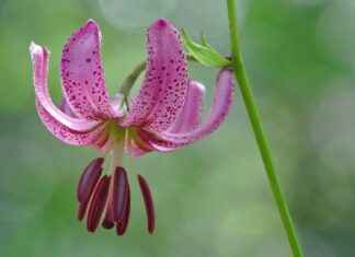 Almanya’da Türkçe Kitaplar Nerelerde Satılır? Almanya’da Türkçe Kitaplar Nerelerde Satılır?