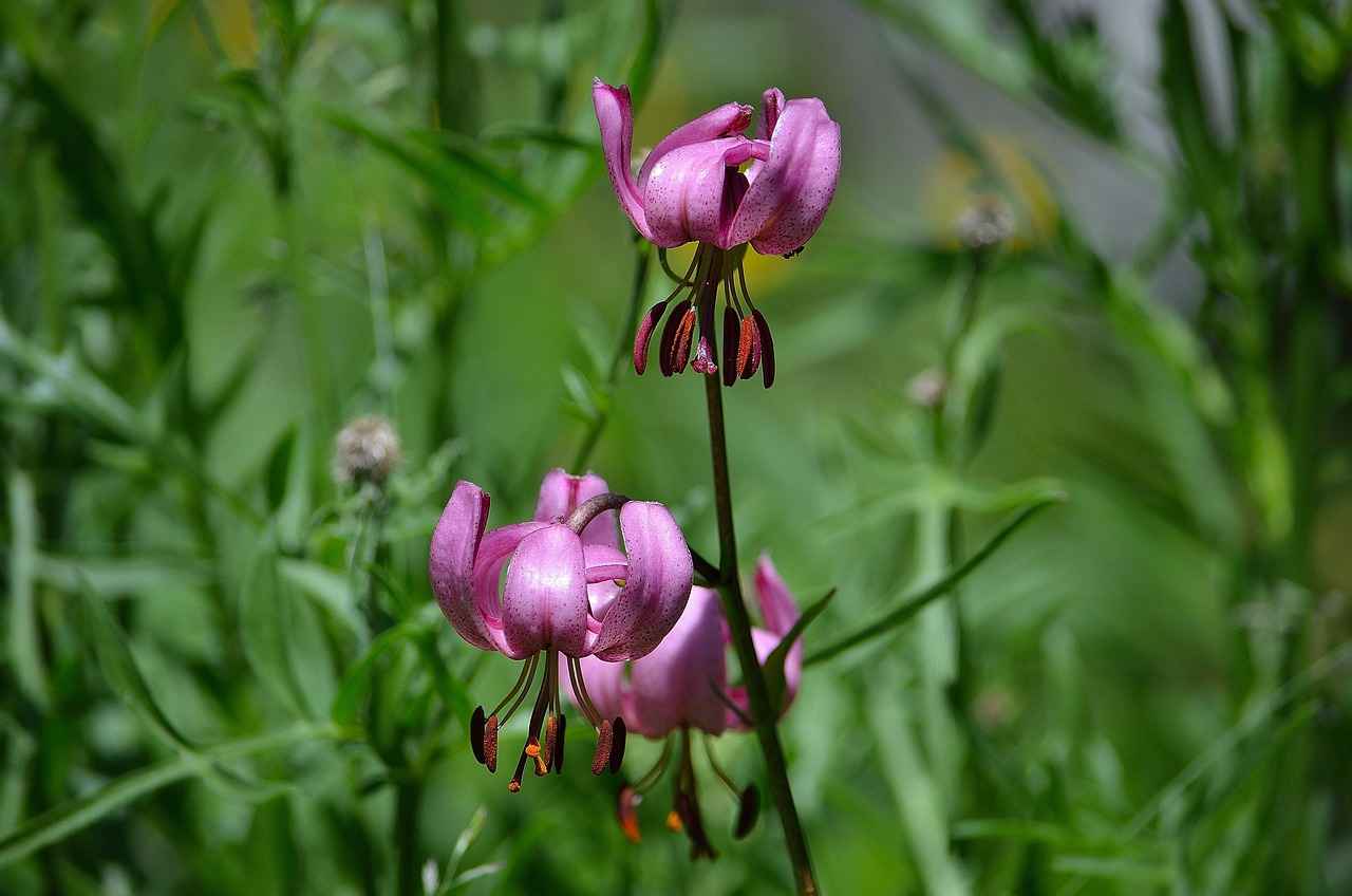 Almanya'da Türkiye'nin En Sevilen Yemekleri 3 Türk Tatlıları ve Almanya
