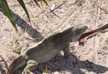 Almanya’da Türkler İçin Çalışma İzinlerinin Uzatılması Almanya'da Türkler İçin Çalışma İzinlerinin Uzatılması