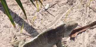 Almanya’da Türkler İçin Çalışma İzinlerinin Uzatılması Almanya'da Türkler İçin Çalışma İzinlerinin Uzatılması