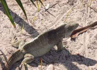 Almanya’da Türkler İçin Çalışma İzinlerinin Uzatılması Almanya'da Türkler İçin Çalışma İzinlerinin Uzatılması