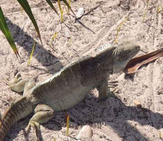 Almanya’da Türkler İçin Çalışma İzinlerinin Uzatılması Almanya'da Türkler İçin Çalışma İzinlerinin Uzatılması