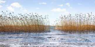 Almanya’da Türkler İçin Eğitimde Başarıya Ulaşma Yolları Almanya’da Türkler İçin Eğitimde Başarıya Ulaşma Yolları