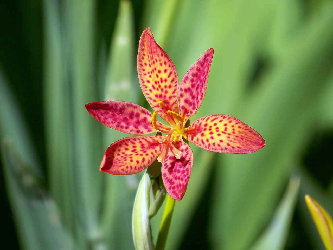 Almanya'da Yerel Lezzetler