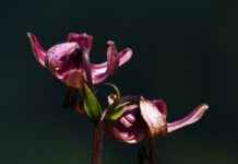 Almanya’da Türkler İçin En Popüler İkinci El Pazarı Almanya’da Türkler İçin En Popüler İkinci El Pazarı