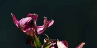 Almanya’da Türkler İçin En Popüler İkinci El Pazarı Almanya’da Türkler İçin En Popüler İkinci El Pazarı