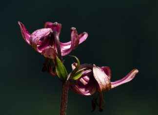 Almanya’da Türkler İçin En Popüler İkinci El Pazarı Almanya’da Türkler İçin En Popüler İkinci El Pazarı