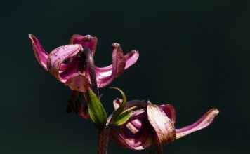 Almanya’da Türkler İçin En Popüler İkinci El Pazarı Almanya’da Türkler İçin En Popüler İkinci El Pazarı