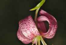 Almanya’da Türkler İçin En Uygun İş Alanları Almanya’da Türkler İçin En Uygun İş Alanları