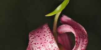 Almanya’da Türkler İçin En Uygun İş Alanları Almanya’da Türkler İçin En Uygun İş Alanları