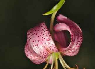 Almanya’da Türkler İçin En Uygun İş Alanları Almanya’da Türkler İçin En Uygun İş Alanları