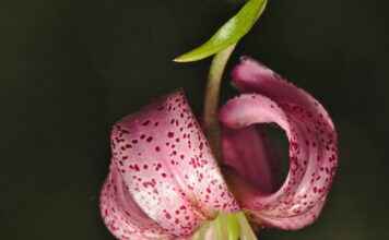 Almanya’da Türkler İçin En Uygun İş Alanları Almanya’da Türkler İçin En Uygun İş Alanları