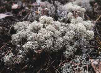 Almanya’da Türkler İçin Popüler Şehirler Almanya’da Türkler İçin Popüler Şehirler