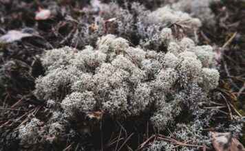 Almanya’da Türkler İçin Popüler Şehirler Almanya’da Türkler İçin Popüler Şehirler
