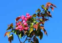 Almanya’da Türkler İçin Sağlık Sistemine Dair Bilgiler Almanya’da Türkler İçin Sağlık Sistemine Dair Bilgiler