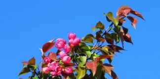 Almanya’da Türkler İçin Sağlık Sistemine Dair Bilgiler Almanya’da Türkler İçin Sağlık Sistemine Dair Bilgiler