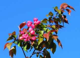 Almanya’da Türkler İçin Sağlık Sistemine Dair Bilgiler Almanya’da Türkler İçin Sağlık Sistemine Dair Bilgiler
