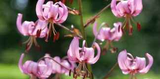 Almanya’da Türkler İçin Üniversite Başvuruları Almanya’da Türkler İçin Üniversite Başvuruları