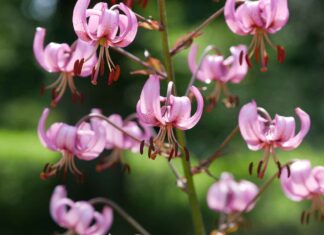 Almanya’da Türkler İçin Üniversite Başvuruları Almanya’da Türkler İçin Üniversite Başvuruları