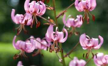 Almanya’da Türkler İçin Üniversite Başvuruları Almanya’da Türkler İçin Üniversite Başvuruları