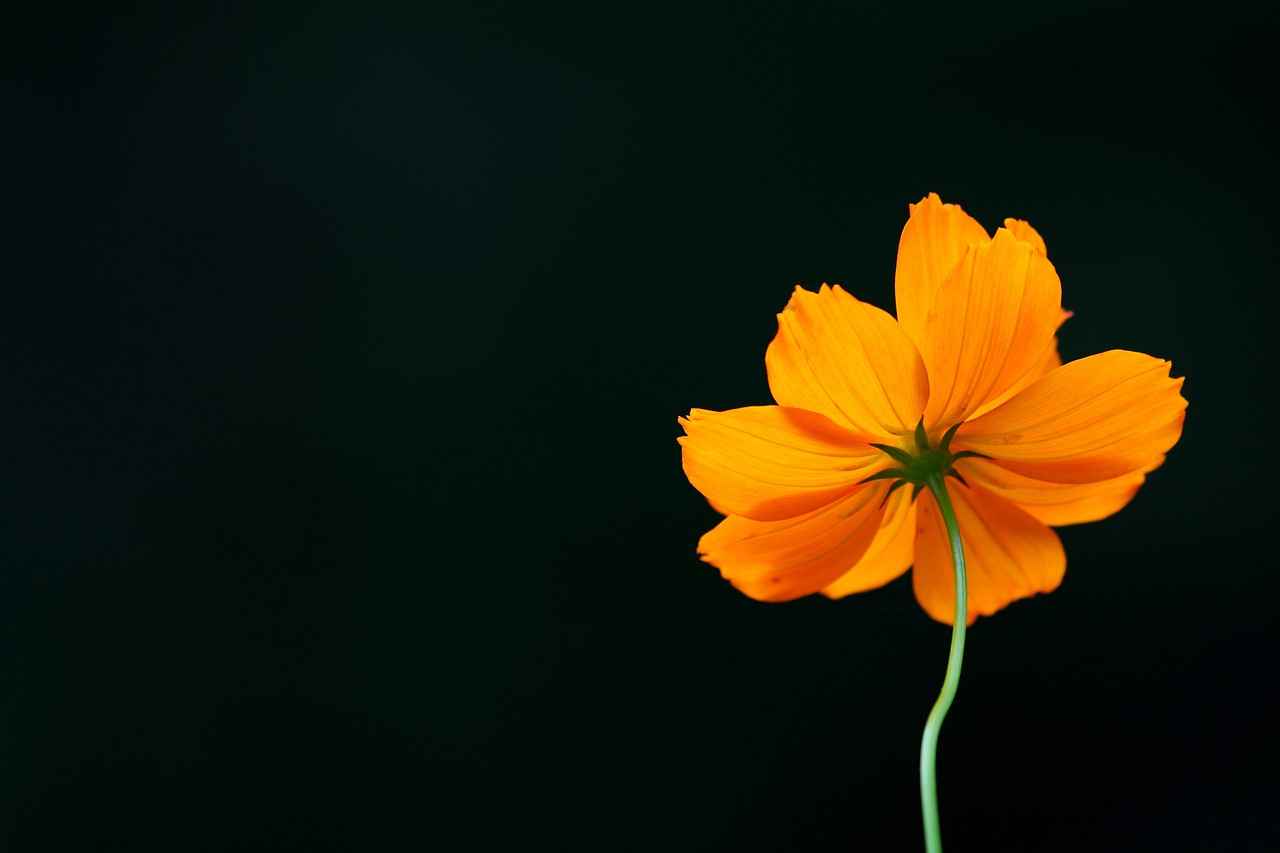 Sonuç ve Gelecek Perspektifleri