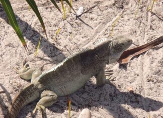 Almanya’daki Türk Mutfakları ve Lezzet Durakları Almanya’daki Türk Mutfakları ve Lezzet Durakları