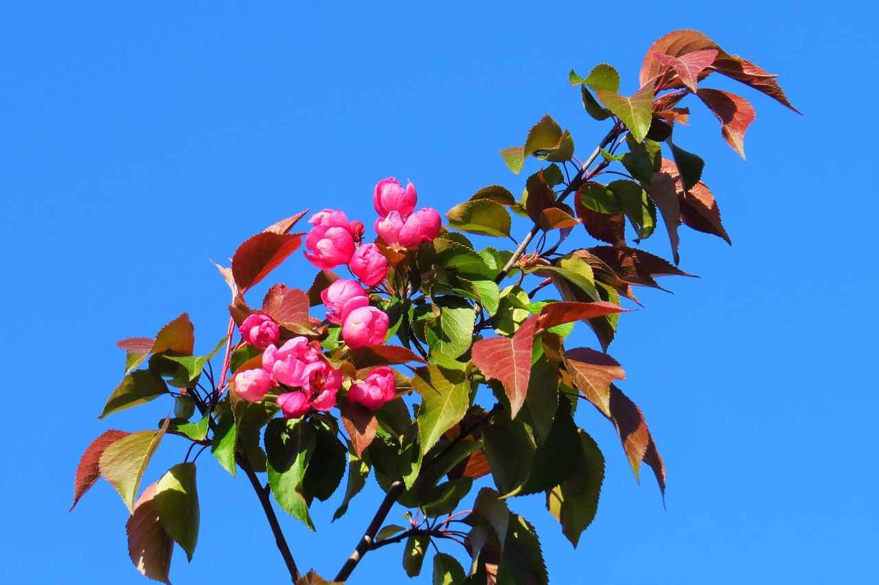 Türk Okulları Nedir?