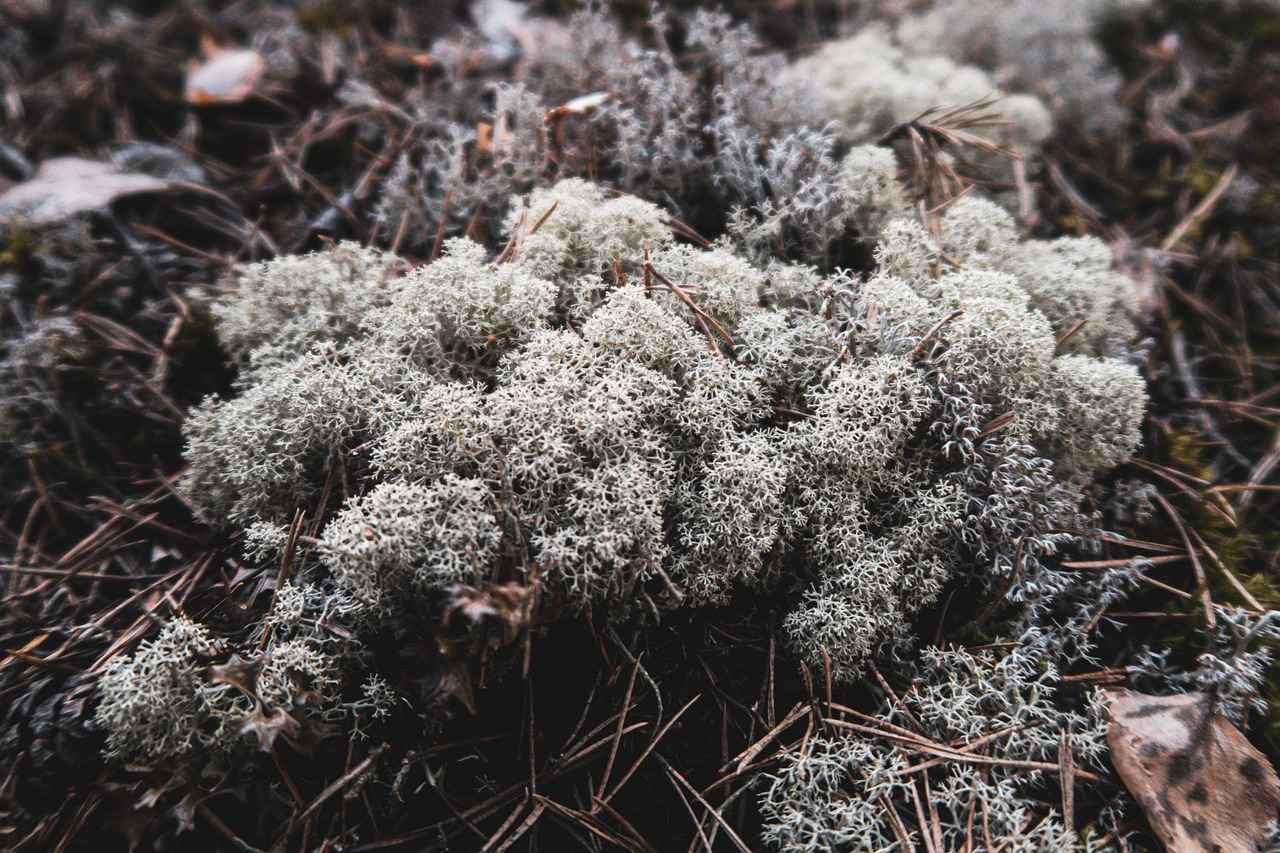 Kayıt Süreci Nasıl İşler?