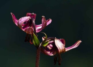 Almanya’daki Türkler İçin Sosyal Destek Programları Almanya’daki Türkler İçin Sosyal Destek Programları